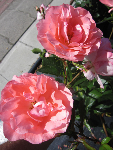 Edelrose Kurfürstendamm